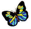 Butterfly 1.jpg (22341 bytes)