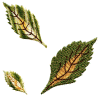 leaf5.jpg (128451 bytes)